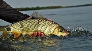 A pesca está proibida em todos os rios de Mato Grosso do Sul a partir desta quarta-feira (5)