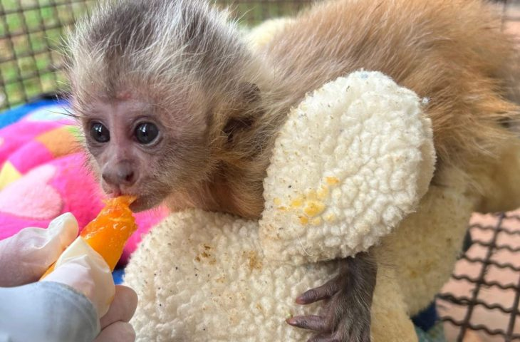 CRAS/Imasul acolhe filhote de macaco-prego com fratura e inicia cuidados intensivos para recuperação