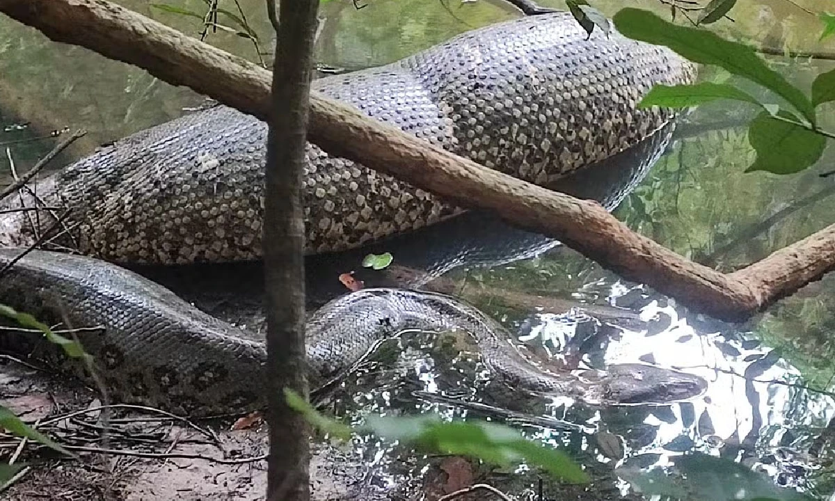 Sucuri gigante é flagrada “digerindo presa” no rio Sucuriú em Três Lagoas