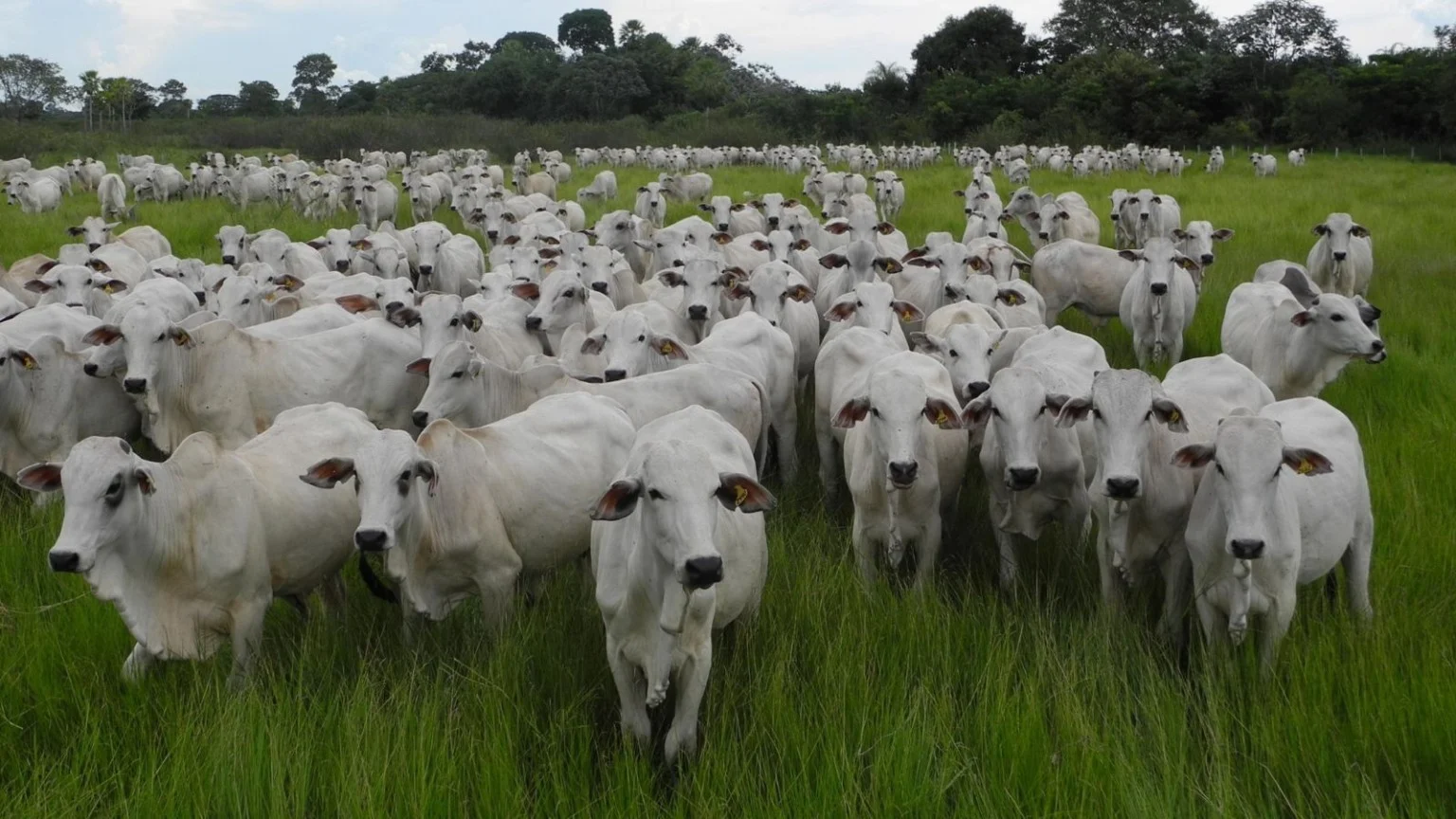 Leilão Virtual Central Pantanal Coxim será realizado amanhã com transmissão exclusiva pelo Youtube