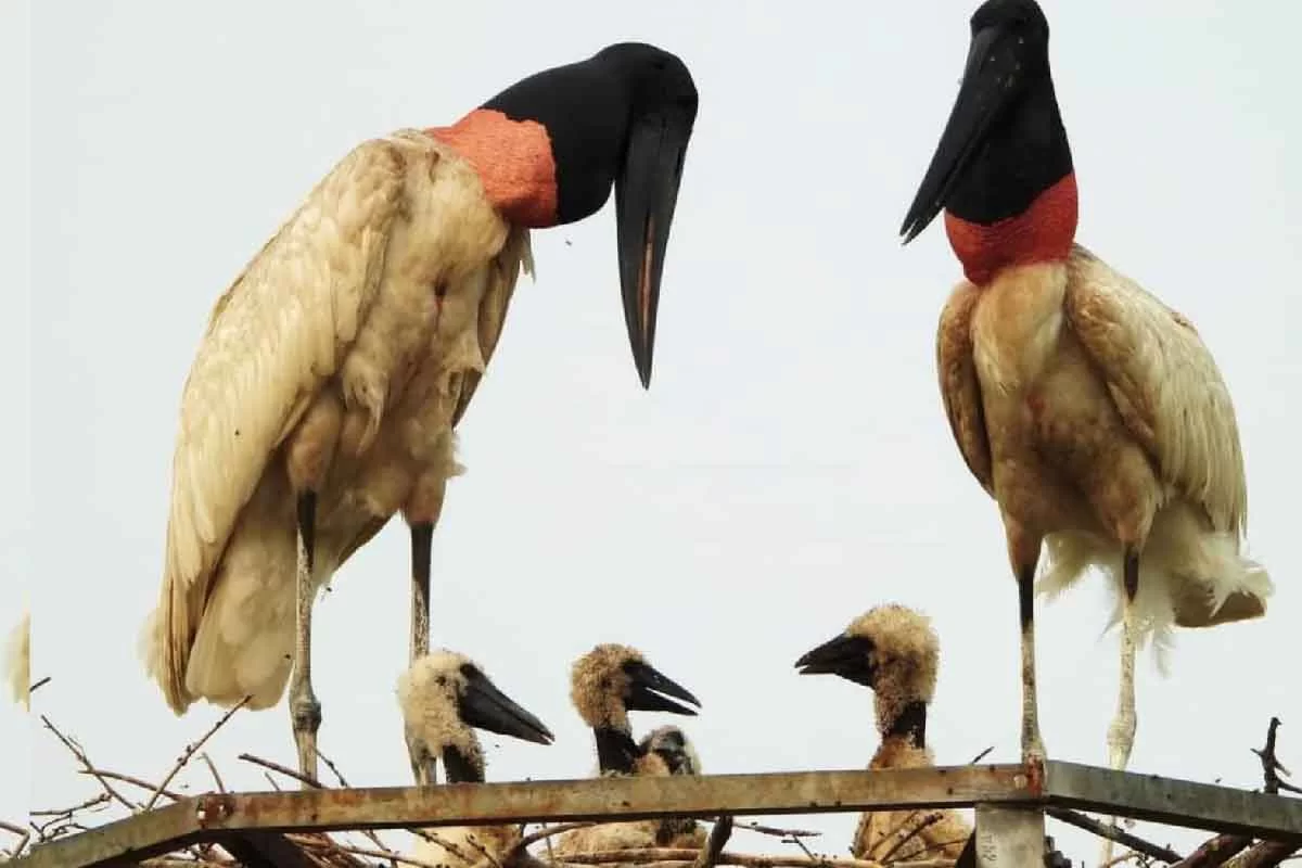 Tuiuiú é reconhecido por lei como ave-símbolo do Pantanal de MS
