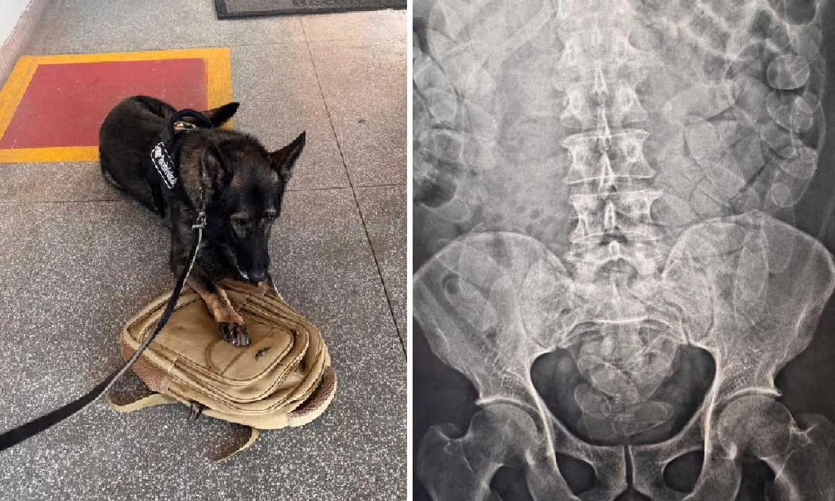 Cão da Receita Federal identifica droga engolida por passageiros de táxi na fronteira