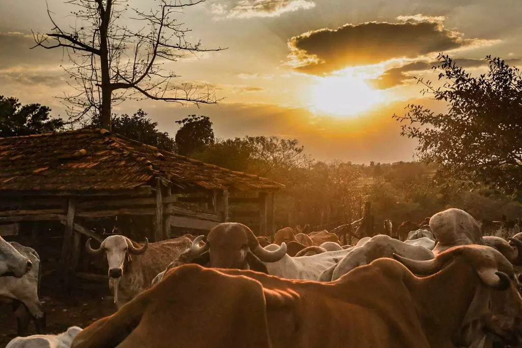 Governo Federal recebe certificado de país livre da febre aftosa