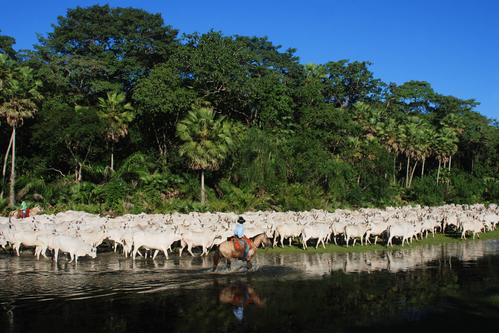 Leilão Virtual Central Pantanal Coxim será realizado dia 21 de junho com transmissão exclusiva pelo Youtube