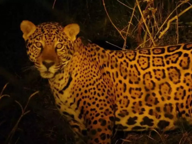 Onça-pintada de MS reverteu extinção de mais de 70 anos na Argentina