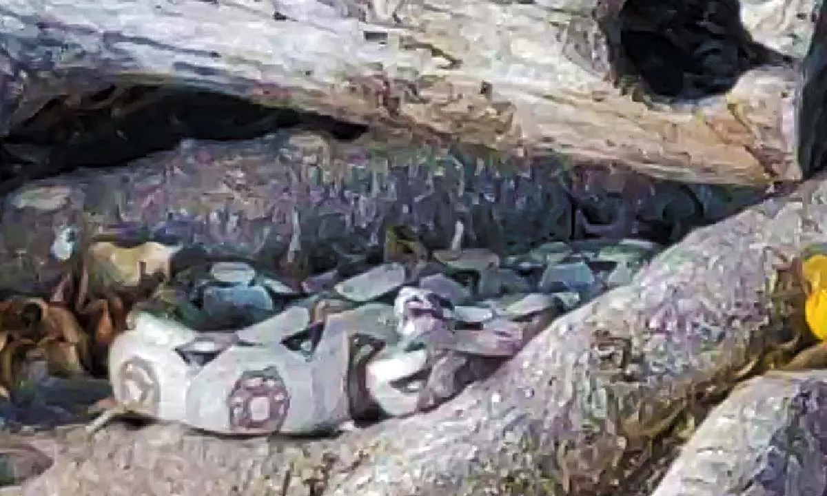 Jiboia assusta moradores em condomínio de Ladário e é capturada pelos bombeiros