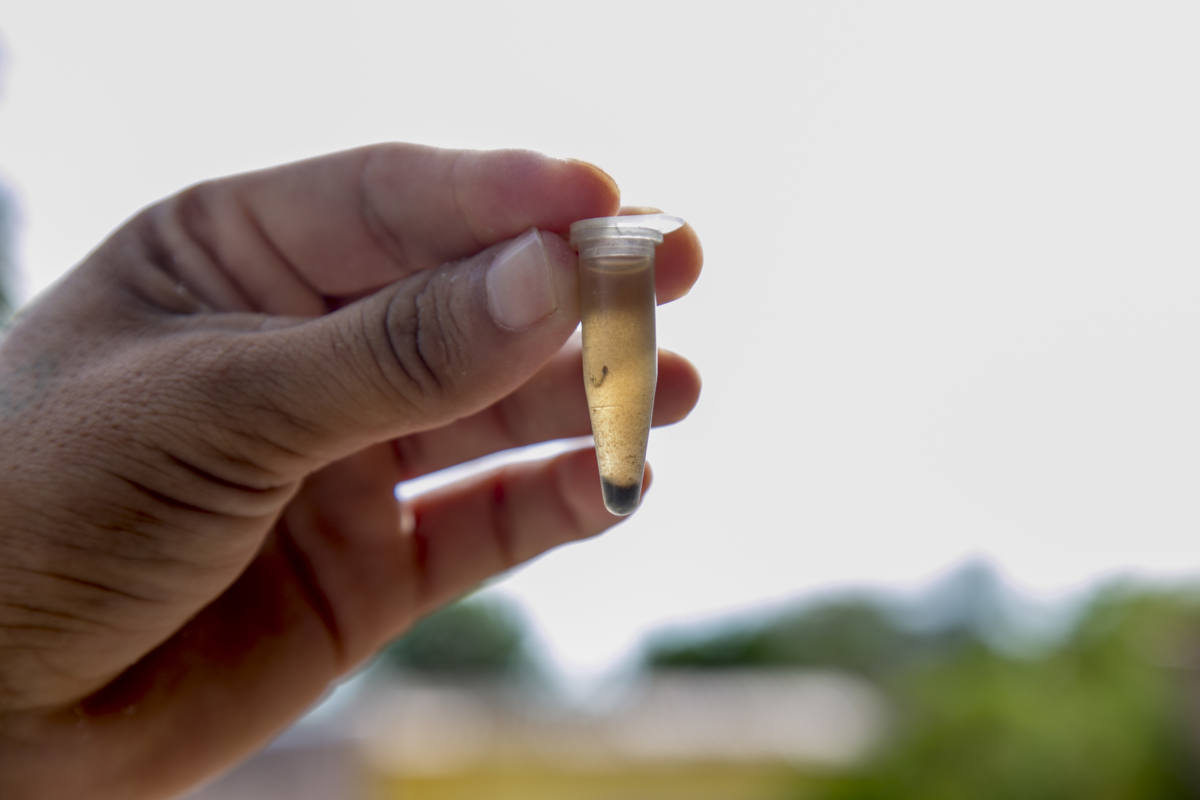 LIRAa: Corumbá tem redução no índice do mosquito Aedes aegypti; ações preventivas seguem