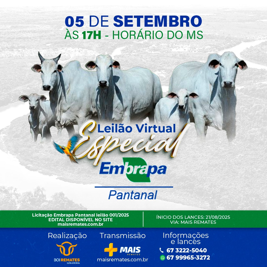 Embrapa Pantanal realiza leilão virtual de bovinos no dia 5 de setembro