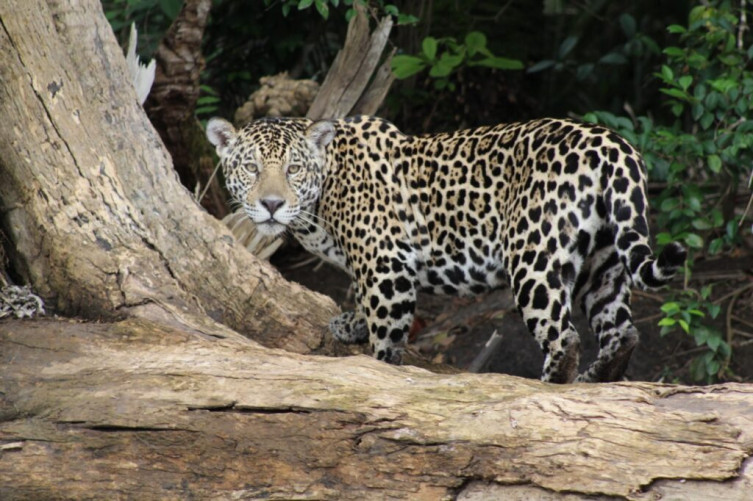 Dia Internacional da Onça-Pintada alerta para desafios à conservação da espécie no Pantanal e nas Américas