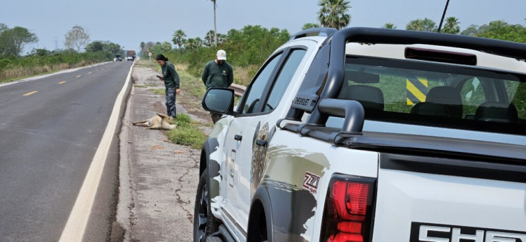 Documentário expõe impactos da BR-262 na fauna do Pantanal e cobra ações de mitigação