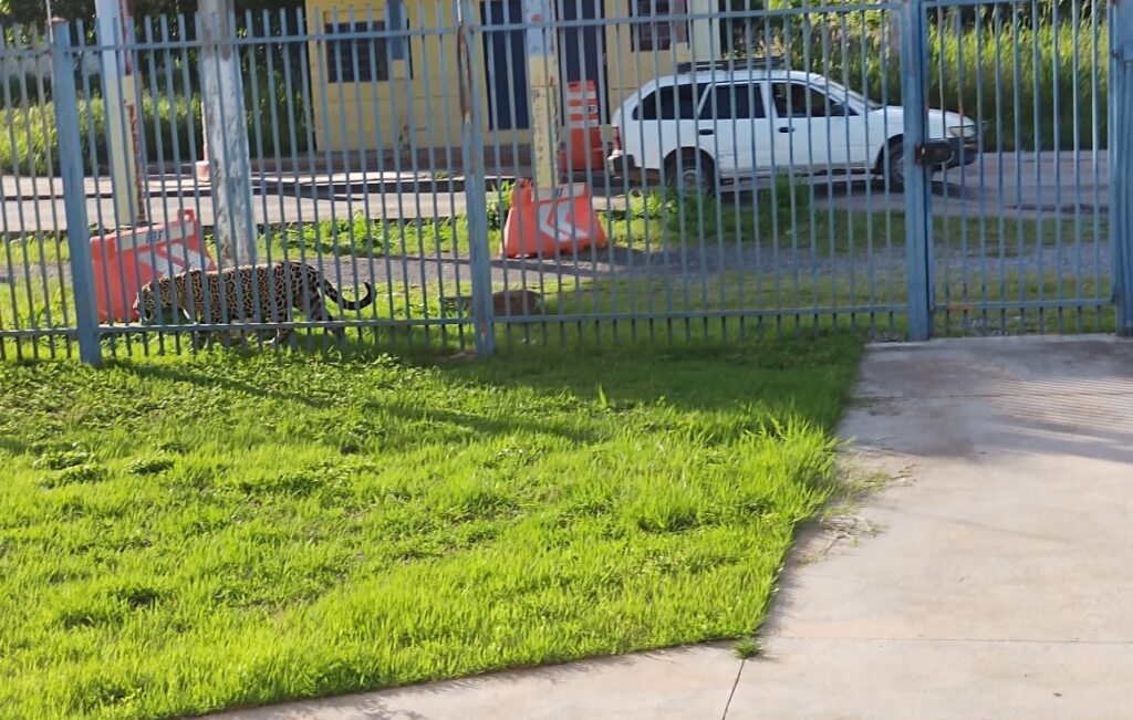 MPF apura aumento de ataques de onças na zona urbana de Corumbá