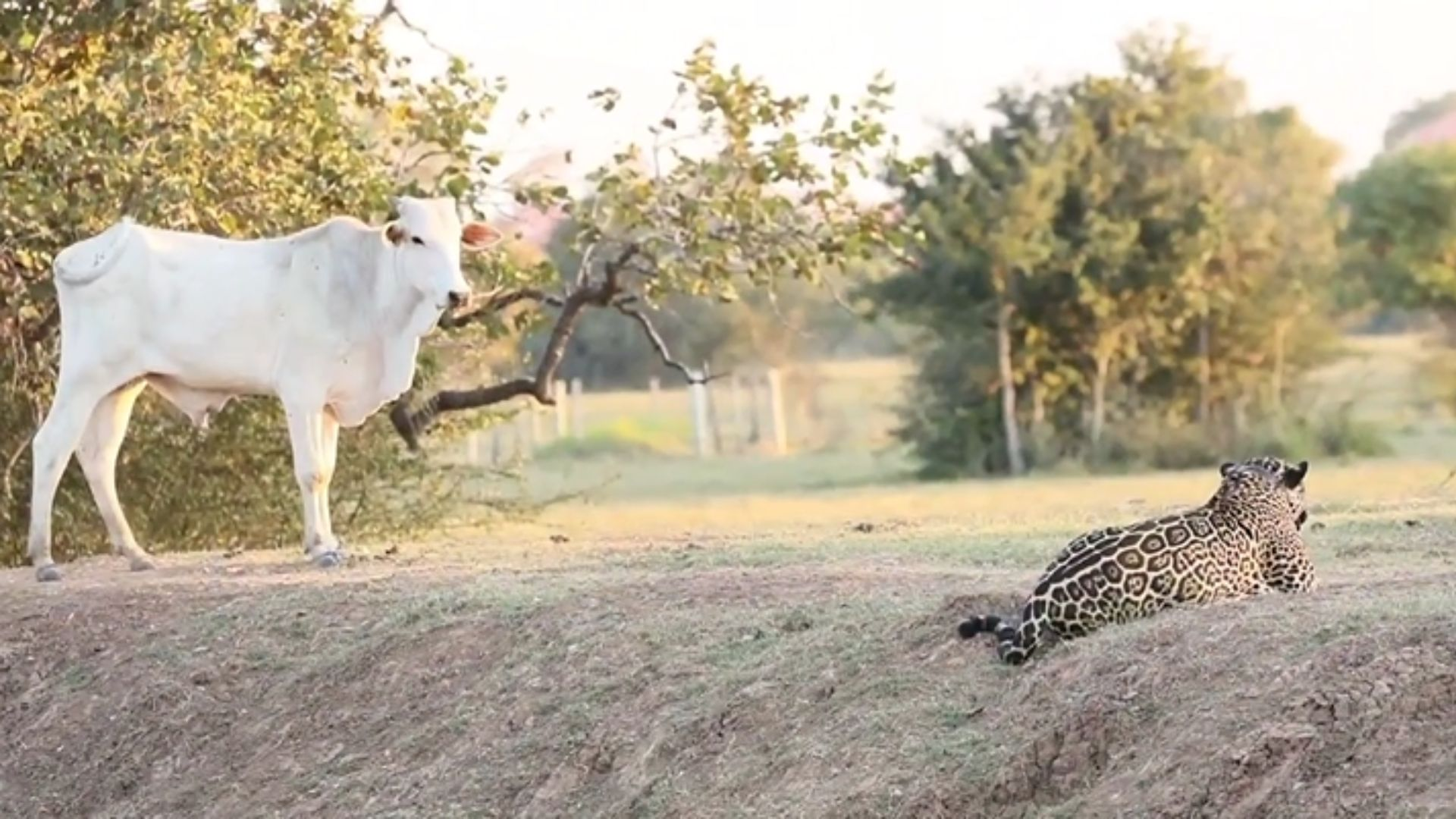 Onças-pintadas estão sendo ‘educadas’ a não comerem gado no Pantanal